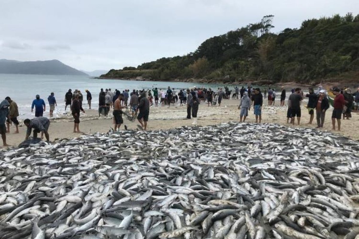 Pesca da tainha em Santa Catarina supera as 500 toneladas em maio